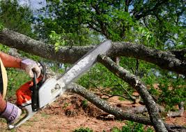 Best Arborist Consultation Services  in Crete, IL