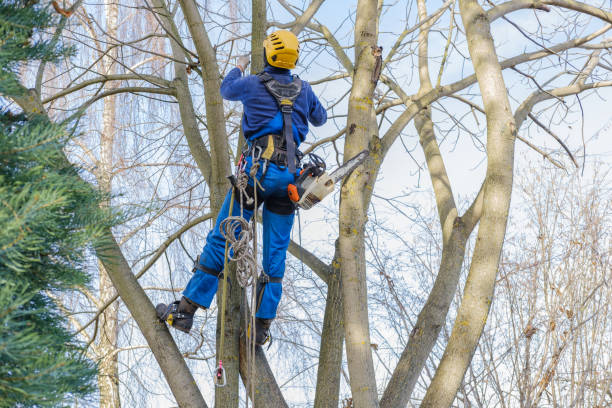 Best Tree Health Inspection  in Crete, IL