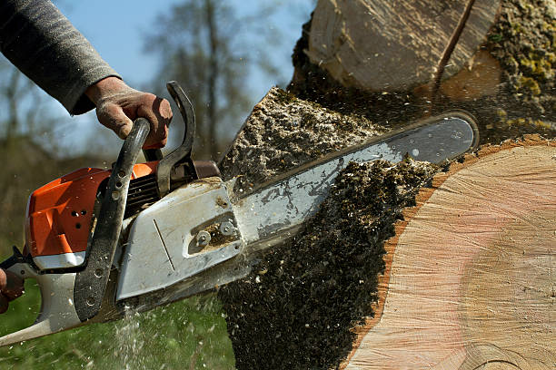 How Our Tree Care Process Works  in  Crete, IL